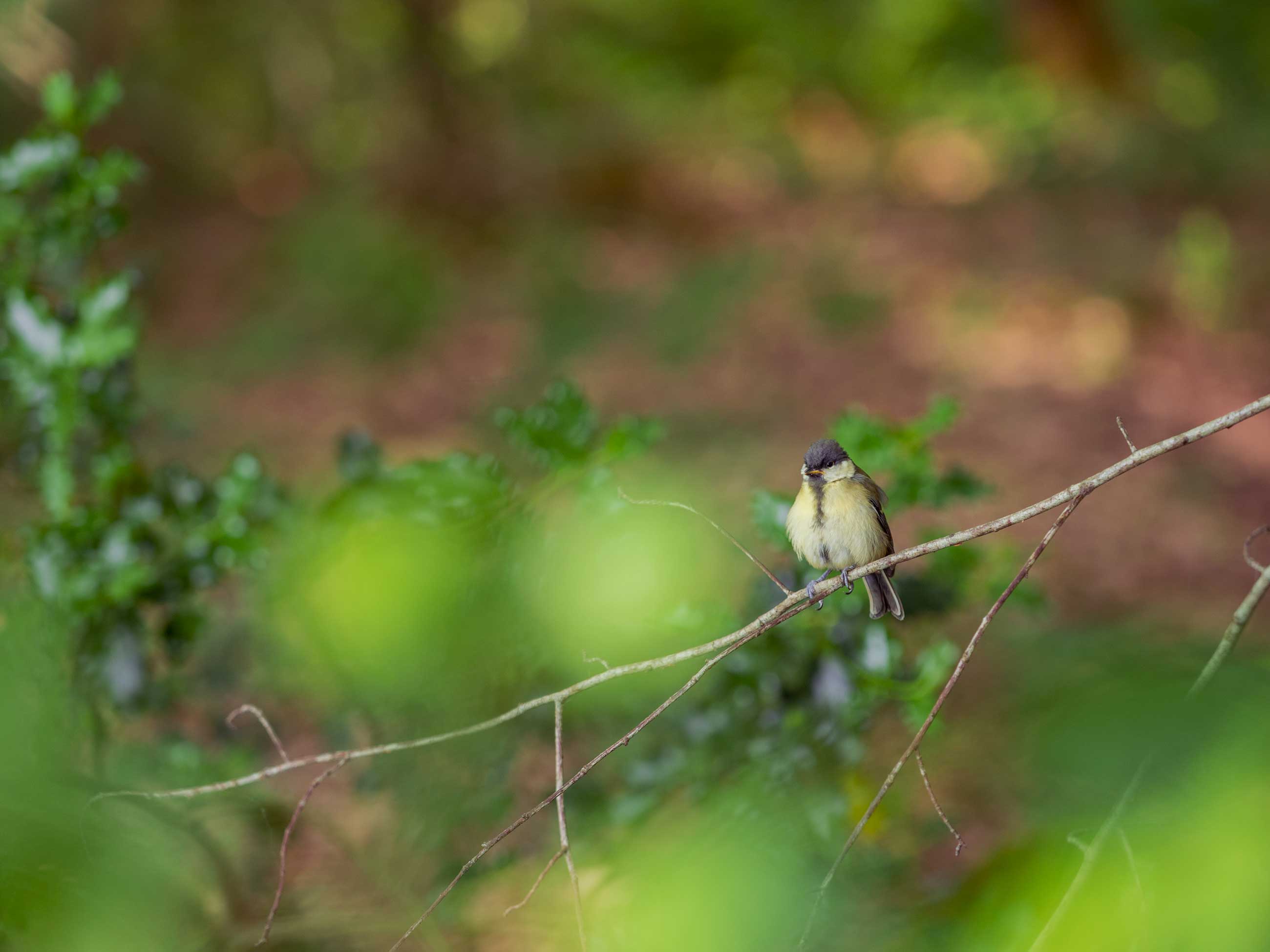 Balade en forêt