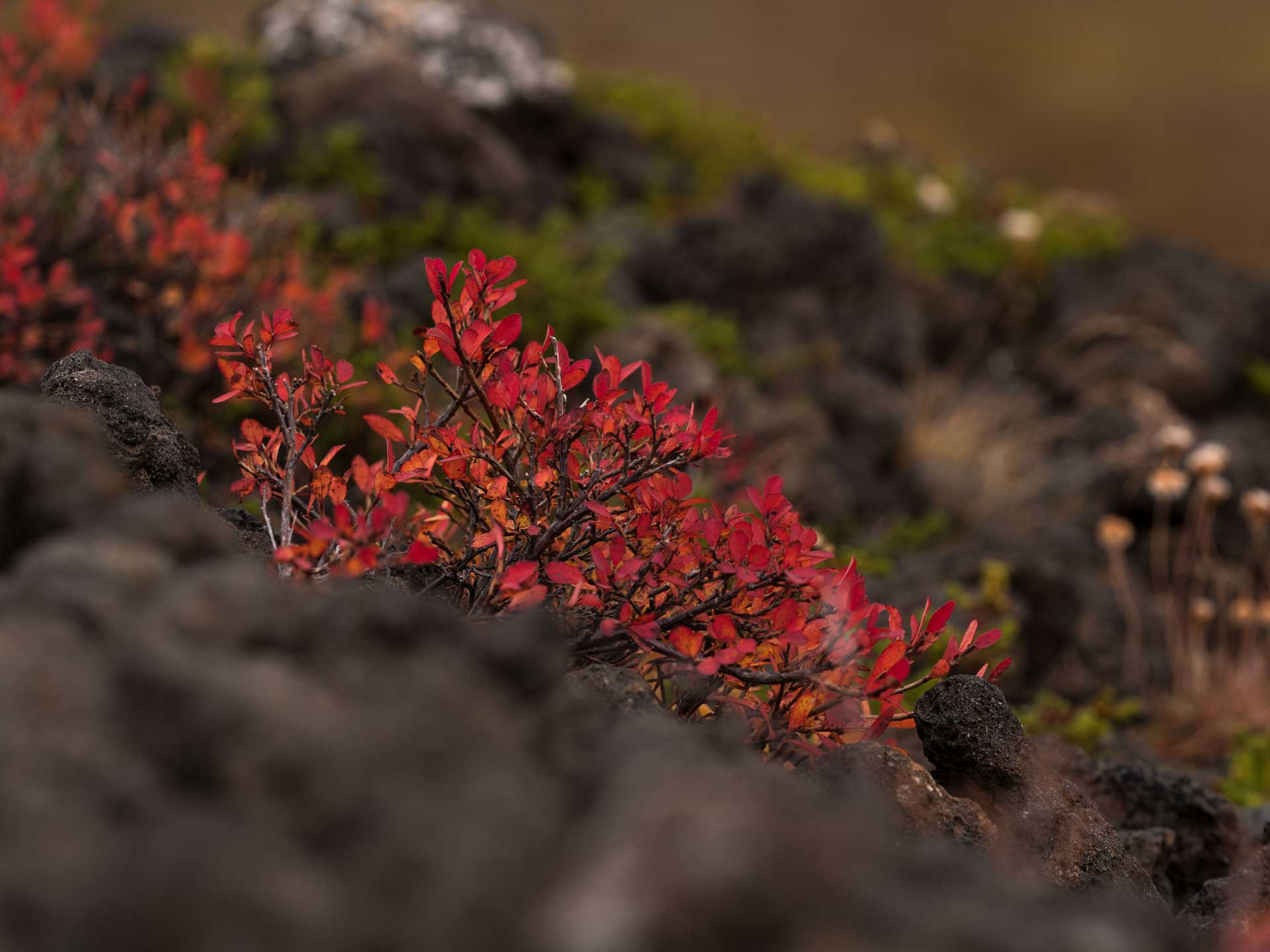 Une plante rouge