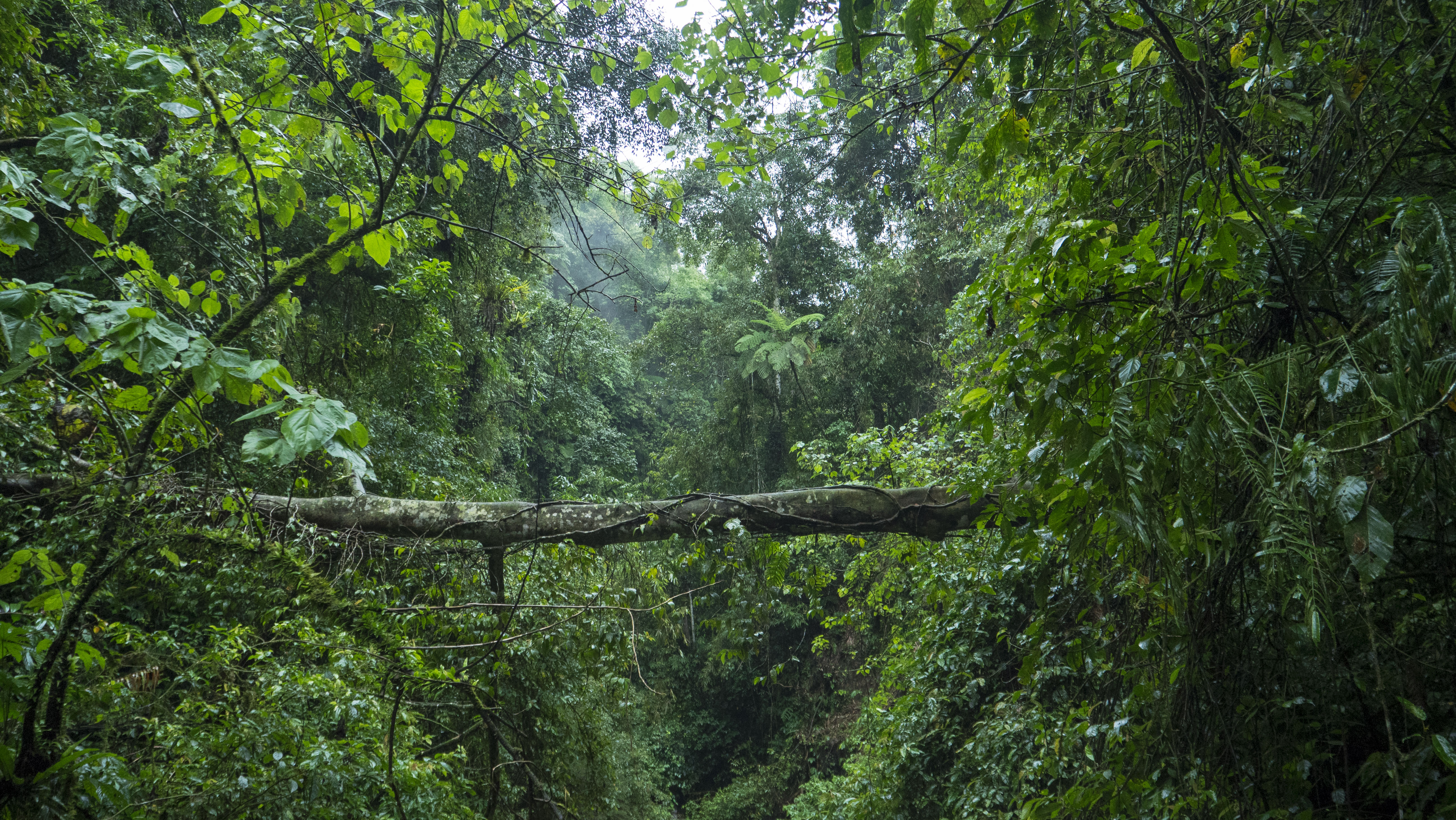 La Jungle Indonésienne